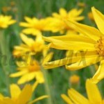 arnica