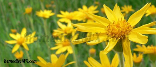 arnica