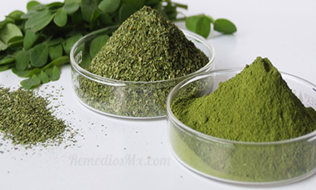 hojas moringa polvo