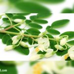 moringa hojas flores