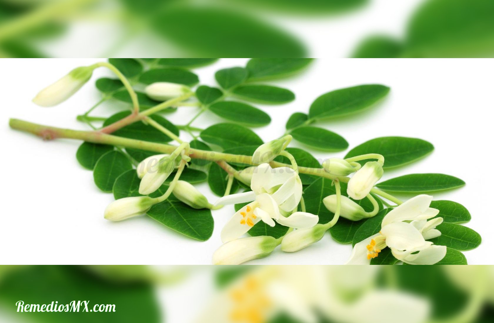 moringa hojas flores