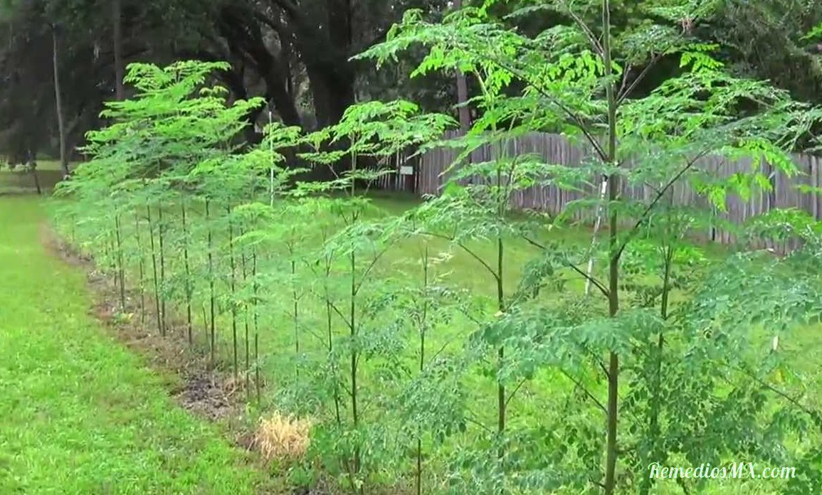 plantas moringa